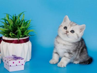 Molly - British Shorthair - Gallery Photo #1