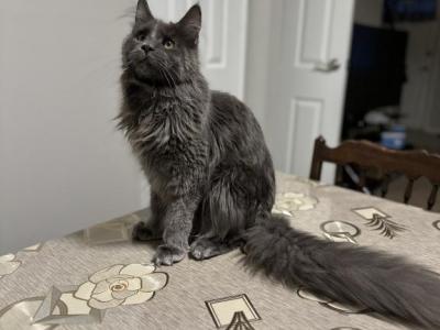 Daiki - Maine Coon - Gallery Photo #1