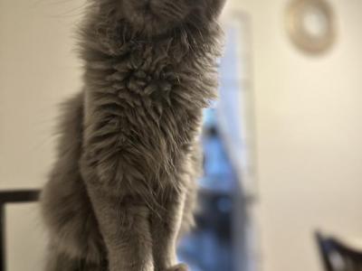 Simba - Maine Coon - Gallery Photo #1