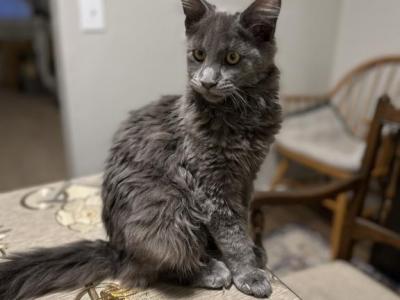 Millie - Maine Coon - Gallery Photo #1