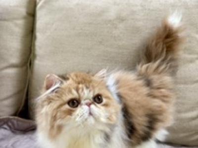 Calico - Persian - Gallery Photo #1