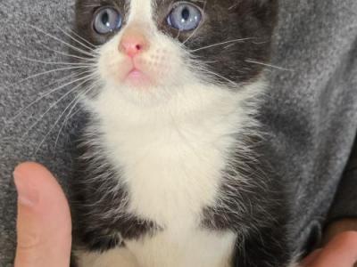 Samuel - Polydactyl - Gallery Photo #1