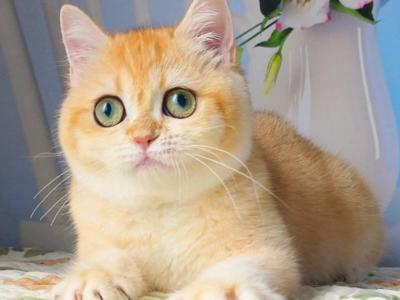 Cynthia - British Shorthair - Gallery Photo #1