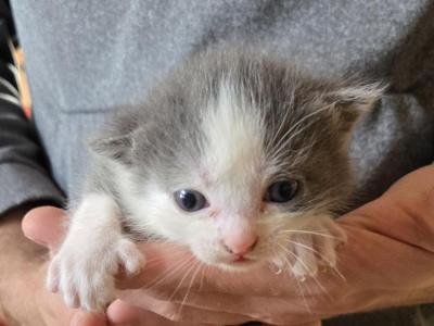 Maximus - Polydactyl - Gallery Photo #1