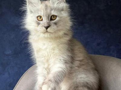 Yum Yum - Maine Coon - Gallery Photo #1
