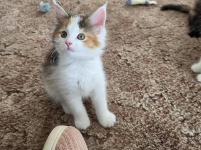 Unique Colored Female Main Coon - Maine Coon - Gallery Photo #1