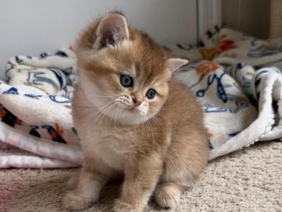 Biscuit - Scottish Straight - Gallery Photo #1