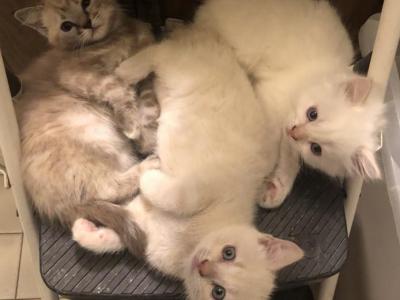 Bengal Ragdolls - Bengal - Gallery Photo #1