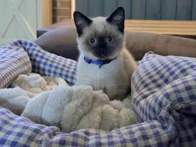 TEDDY - Siamese - Gallery Photo #1