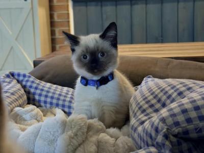TEDDY - Siamese - Gallery Photo #1