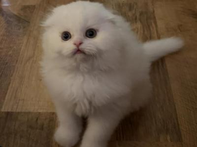 Mrs Violet - Scottish Fold - Gallery Photo #1