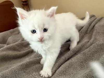 Maine Coon CFA Registered Male - Maine Coon - Gallery Photo #1