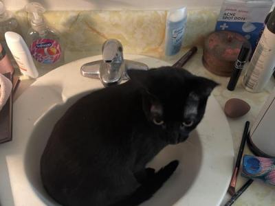 Ms Kitty - Domestic - Gallery Photo #1