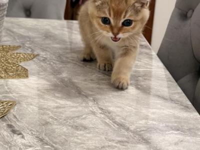 Zain - British Shorthair - Gallery Photo #1