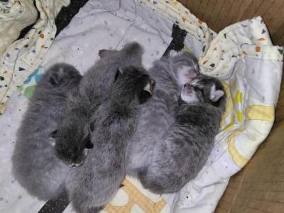 Moons Little Cutie Pies - Domestic - Gallery Photo #1