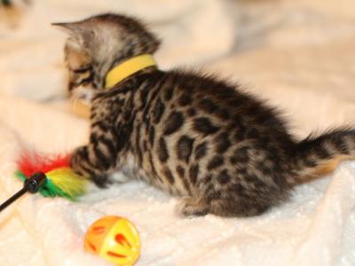 Bengal Females - Bengal - Gallery Photo #1