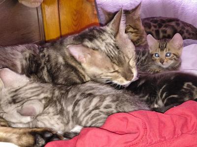 Meow The Time - Bengal - Gallery Photo #1