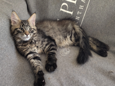 Clara Chia And Piques Kittens - Maine Coon - Gallery Photo #1