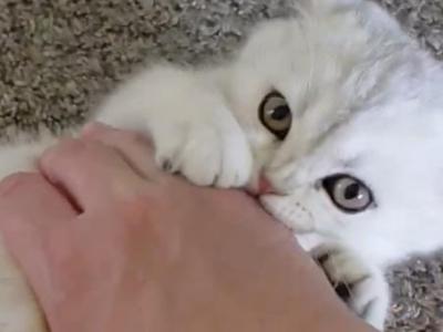 Luna - British Shorthair - Gallery Photo #1