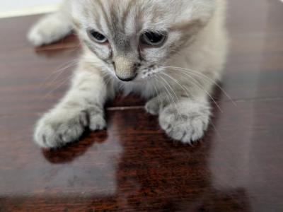 Polydactyl Siamese - Siamese - Gallery Photo #1