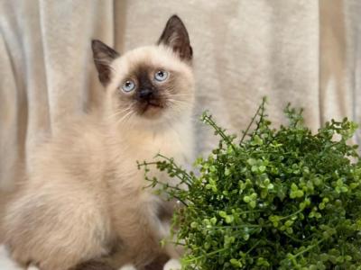 Adorable Siamese Kitty - Siamese - Gallery Photo #1
