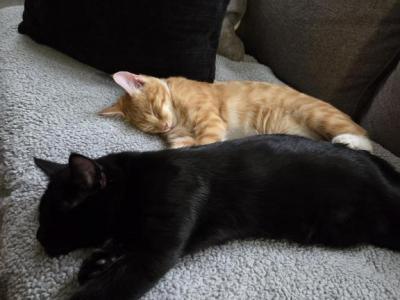 Milo And Naru - Domestic - Gallery Photo #1