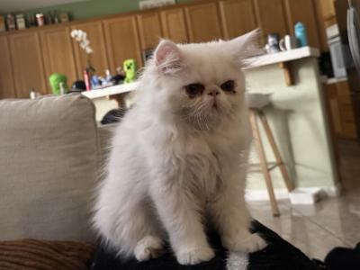 Bernard An All White Extreme Face Boy - Persian - Gallery Photo #1