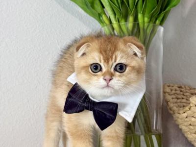 Woody - Scottish Fold - Gallery Photo #1