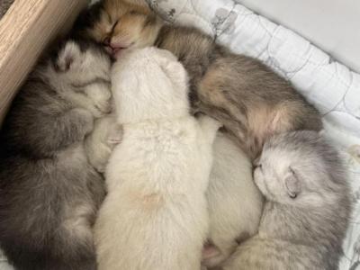 Black Silver Blue Tabby Parents - British Shorthair - Gallery Photo #1