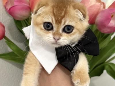 Buzz - Scottish Fold - Gallery Photo #1