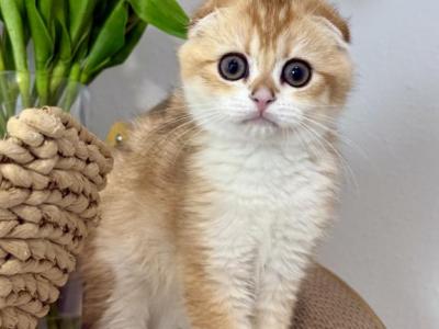 Bruno - Scottish Fold - Gallery Photo #1