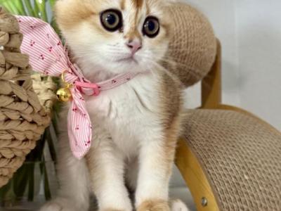Luisa - Scottish Fold - Gallery Photo #1