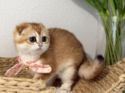 DOLORES - Scottish Fold - Gallery Photo #1