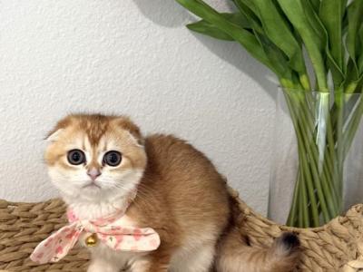 DOLORES - Scottish Fold - Gallery Photo #1