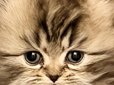 Prince - Persian - Gallery Photo #1