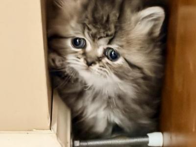 Tikka - Persian - Gallery Photo #1