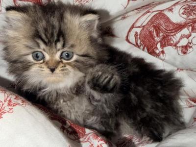 Toby - Persian - Gallery Photo #1