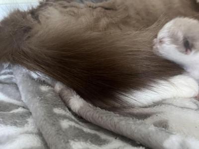 Cinnamon - Ragdoll - Gallery Photo #1