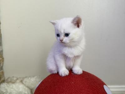 White Straight - Scottish Straight - Gallery Photo #1