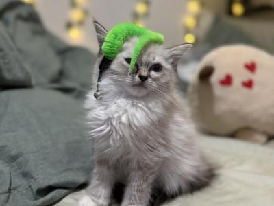 Rue - Ragdoll - Gallery Photo #1
