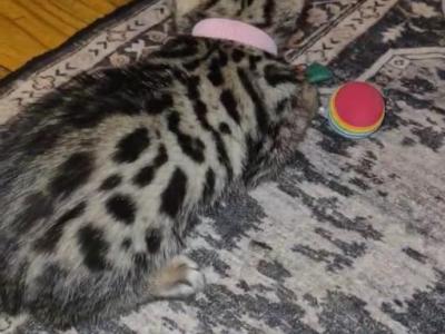 Mira The Silver Tarnish Bengal - Bengal - Gallery Photo #1