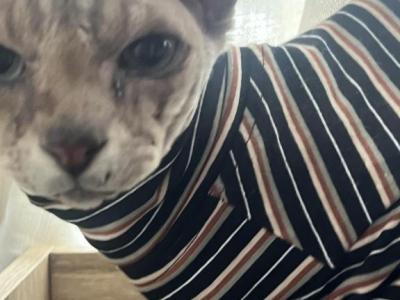Rocky - Domestic - Gallery Photo #1