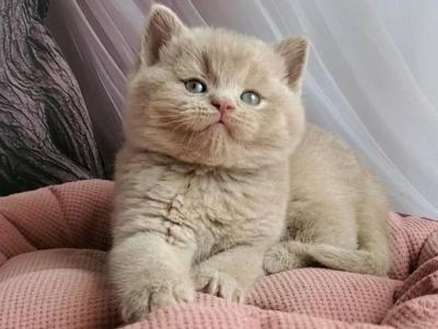 Ulysses - British Shorthair - Gallery Photo #1