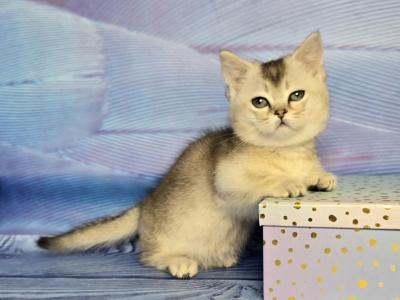 Rambo - Munchkin - Gallery Photo #1