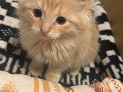 Garfield - Maine Coon - Gallery Photo #1