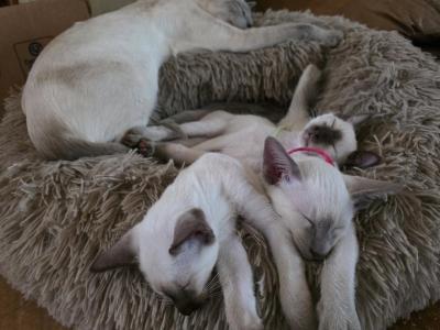 Siamese Kittens - Siamese - Gallery Photo #1