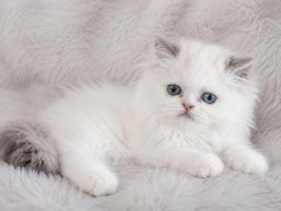 Cloud - Persian - Gallery Photo #1