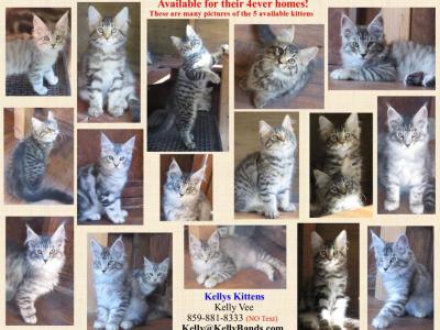 Mrs Kitty And Keeper - Maine Coon - Gallery Photo #1