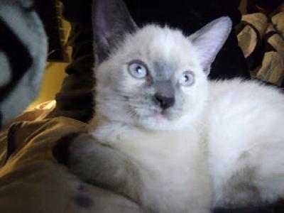 Little Girl - Siamese - Gallery Photo #1