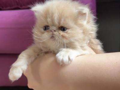 Baby Cream - Persian - Gallery Photo #1